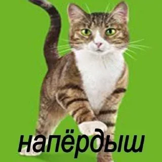 😘 emoji Зелибобка вшашущвщвщыщщк ➡️ @Ctikerubot Telegram sticker 19 of 58