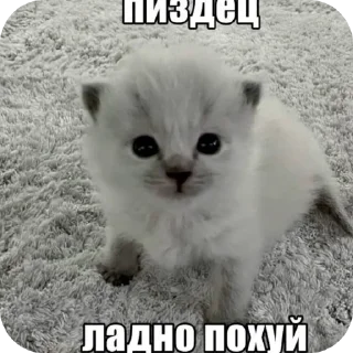 🐱 emoji На случай важных переговоров Telegram sticker 10 of 11