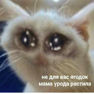 Sticker from На случай важных переговоров