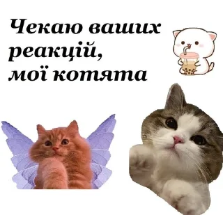 🐱 emoji Зайчики, котики мої 😘 Telegram sticker 15 of 16