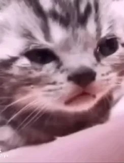 Sticker from CatsMeme