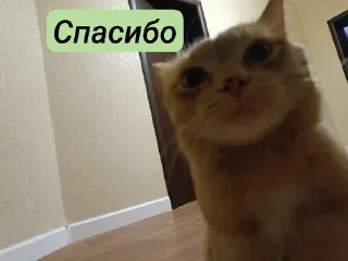 Sticker from 😺🧐 :: цезарь