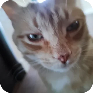 Sticker from 😺🧐 :: цезарь