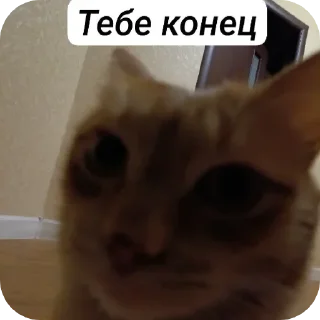 Sticker from 😺🧐 :: цезарь