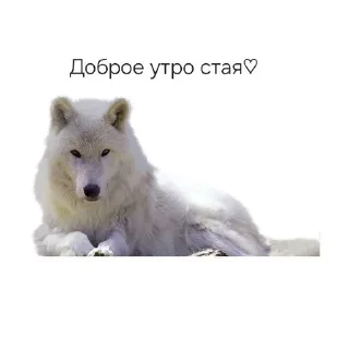 Лавлавлав sticker 1