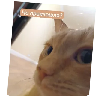 Sticker from 😺🧐 :: цезарь
