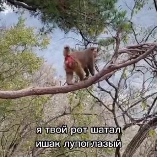 Sticker from Пон