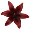 🌟 emoji л𝖾𝗉𝗈шк𝖺𝖺 @lelelerosha Telegram sticker 6 of 136