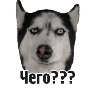 🐶 emoji мили Telegram sticker 13 of 22