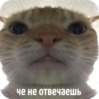 🐱 emoji мили Telegram sticker 3 of 22