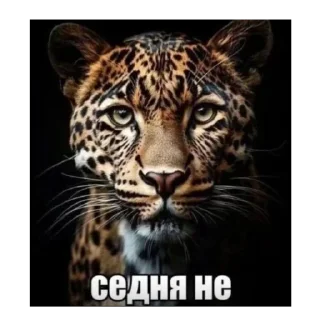 Sticker from из тт