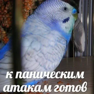 😣 emoji Чё стикер? Telegram sticker 15 of 120