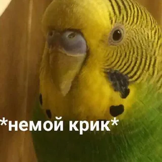 😫 emoji Чё стикер? Telegram sticker 14 of 120