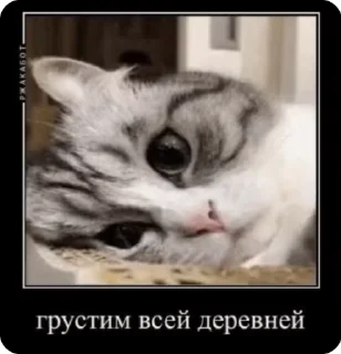 😢 emoji чё Telegram sticker 3 of 16
