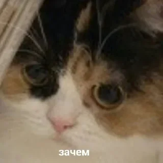 😾 emoji Чё стикер? Telegram sticker 9 of 120
