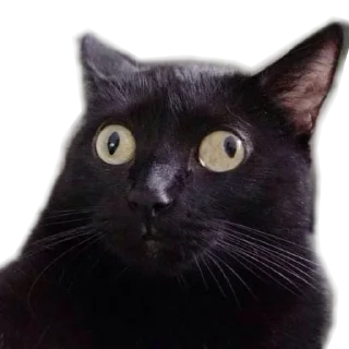 🙀 emoji Чё стикер? Telegram sticker 10 of 120