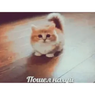 Смешнёвая смехуятина sticker 3
