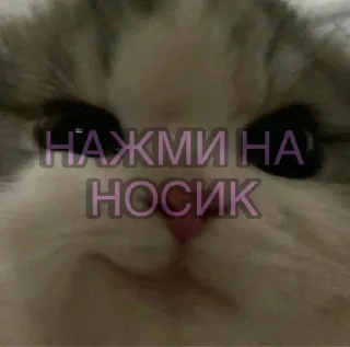 Sticker from Киса