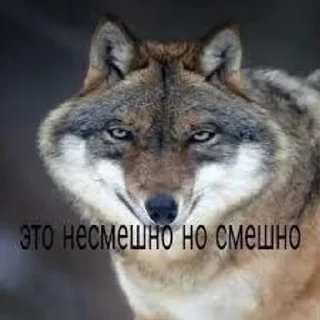 wolves sticker 3