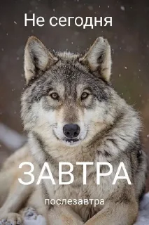 wolves sticker 1