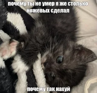 😇 emoji Сосо? Telegram sticker 24 of 58