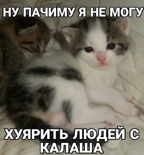 🔫 emoji Сосо? Telegram sticker 13 of 58