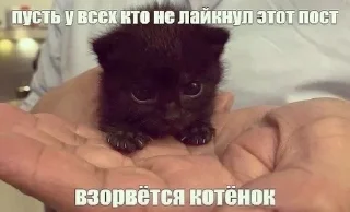 😇 emoji Сосо? Telegram sticker 22 of 58