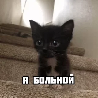 🐱 emoji Кал на каждый случай :: @QStickBot Telegram sticker 17 of 120