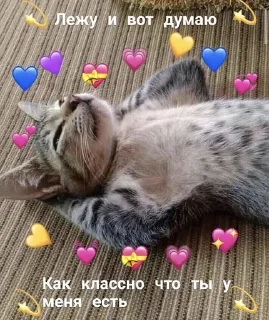 Sticker from мемы с котами