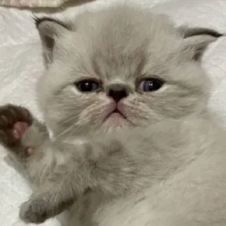 Sticker from котята с авито
