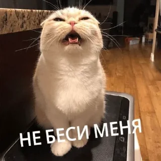 Sticker from Мемы с котами