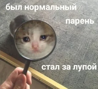 Sticker from мемы с котами