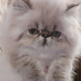 Sticker from котята с авито