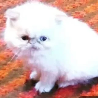 Sticker from котята с авито