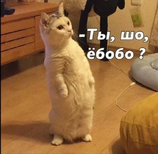 Sticker from мемы с котами