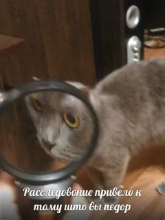 Sticker from мемы с котами