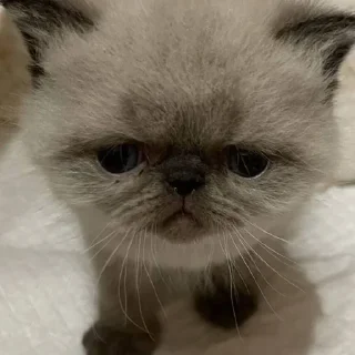 Sticker from котята с авито