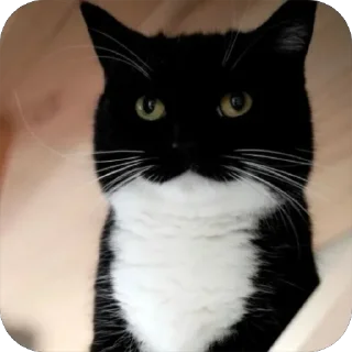 😐 emoji епен бобен 2 Telegram sticker 2 of 120
