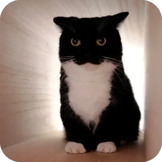 🫥 emoji епен бобен 2 Telegram sticker 20 of 120