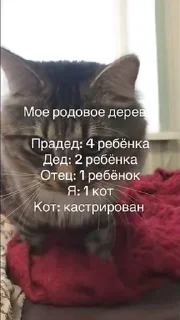 Sticker from Смешные картинки @korolpupsikov