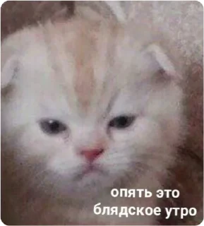 😑 emoji ЭТО МОЯ ЖИЗНЬ Telegram sticker 23 of 100