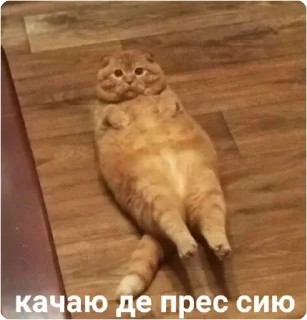 💪 emoji ЭТО МОЯ ЖИЗНЬ Telegram sticker 15 of 100