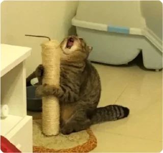 🤬 emoji ЭТО МОЯ ЖИЗНЬ Telegram sticker 2 of 100