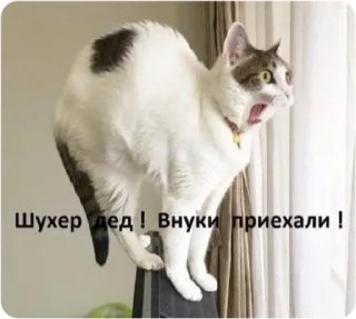 👀 emoji ЭТО МОЯ ЖИЗНЬ Telegram sticker 16 of 100