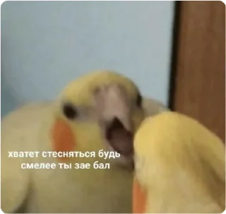 🙈 emoji ЭТО МОЯ ЖИЗНЬ Telegram sticker 8 of 100