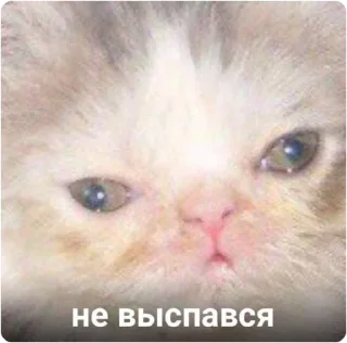 😴 emoji ЭТО МОЯ ЖИЗНЬ Telegram sticker 22 of 100