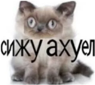 🤭 emoji ЭТО МОЯ ЖИЗНЬ Telegram sticker 13 of 100