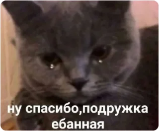 🙄 emoji ЭТО МОЯ ЖИЗНЬ Telegram sticker 24 of 100
