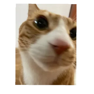 🐱 emoji для ликсика от @niynxx Telegram sticker 20 of 25