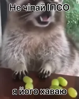 🌟 emoji Зрада, іпсо та нахрюки Telegram sticker 19 of 30
